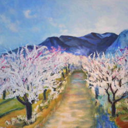 Kirschbaumblüte im Luberon